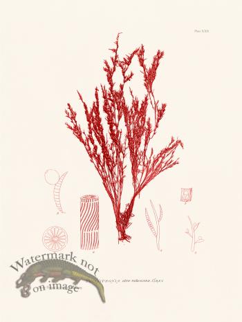 Bradbury Seaweed 022